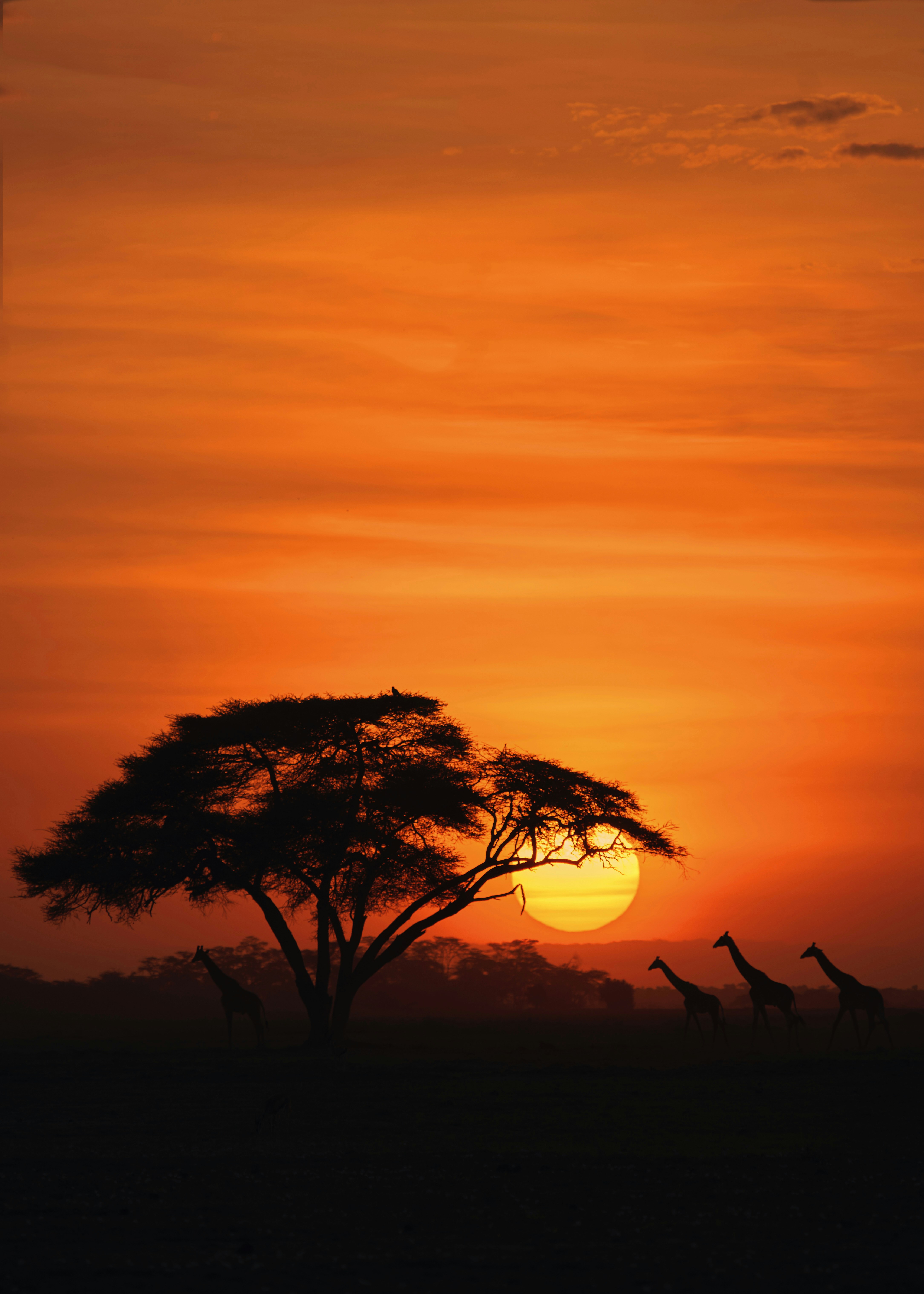 African Wildlife Sunrise